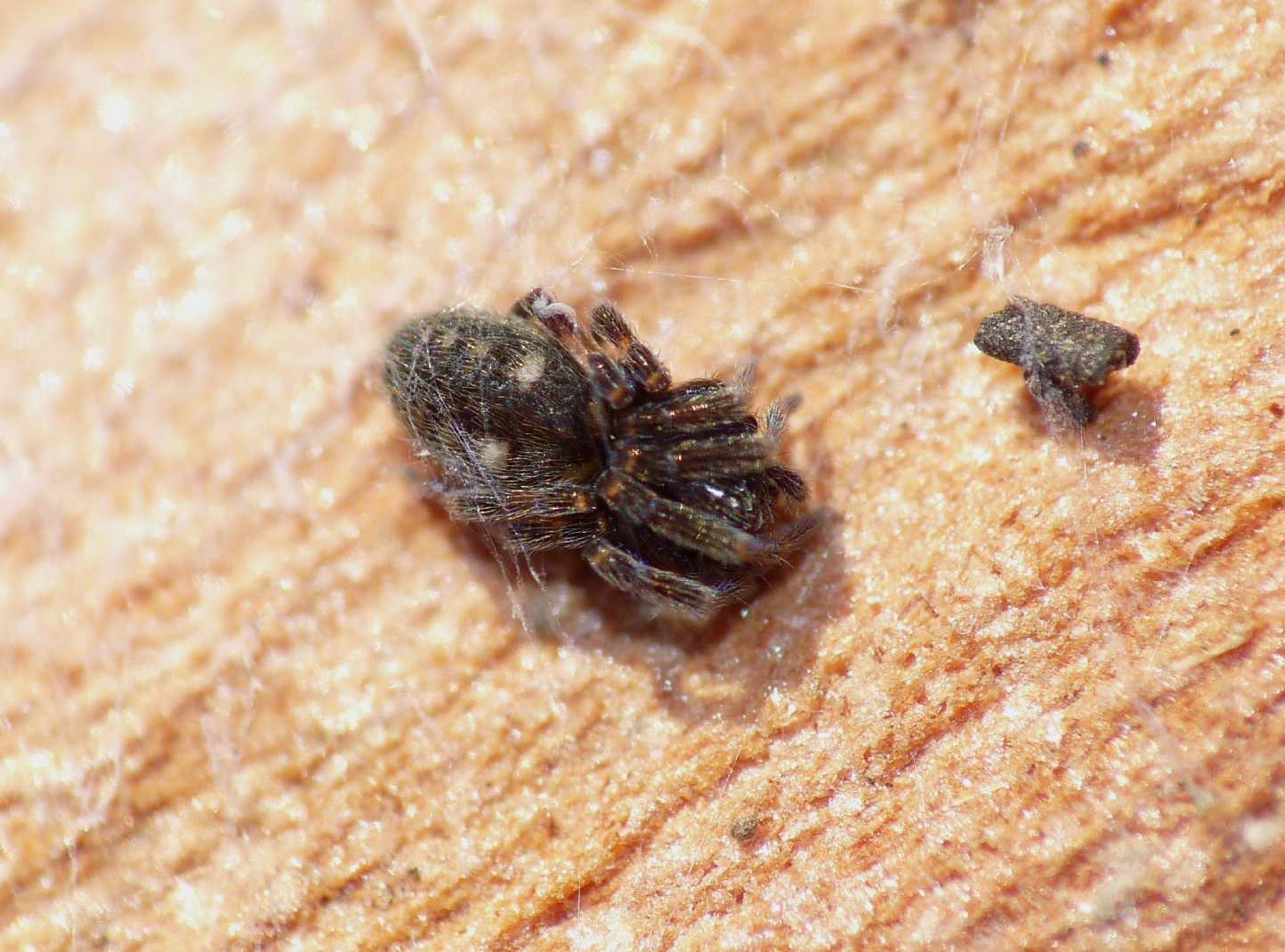 Nurscia albomaculata